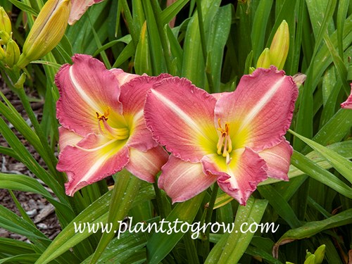 Daylily Becky Lynn (Hemerocallis)
20 inches tall
6 inch rose blend with green throat 
early, diploid
(Guidry, 1977)
